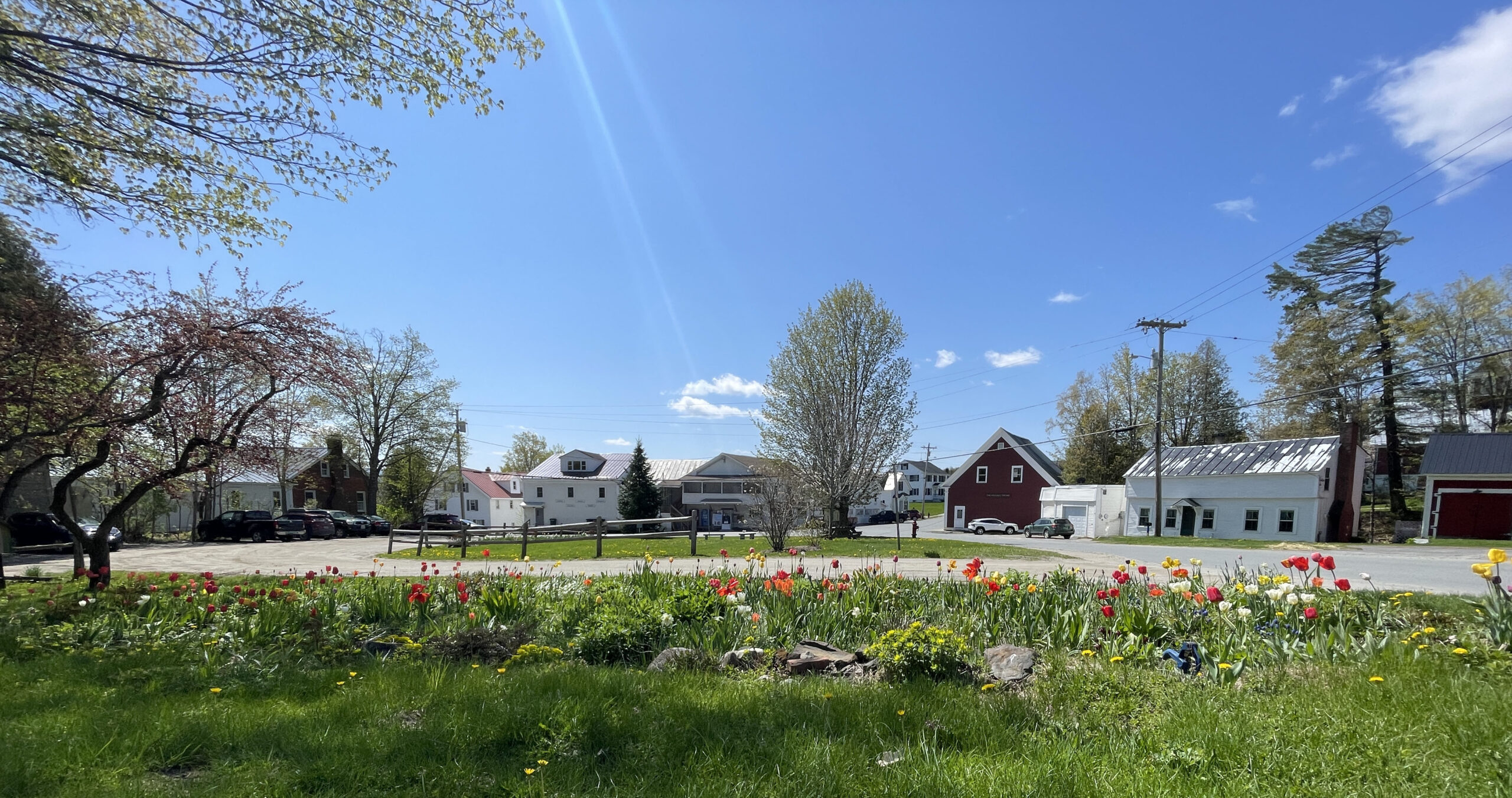 Tulips in the town garden. The foreground has the edge of a lawn and a garden with multi-colored tulips. The background has red and white buildings. The sky is blue.